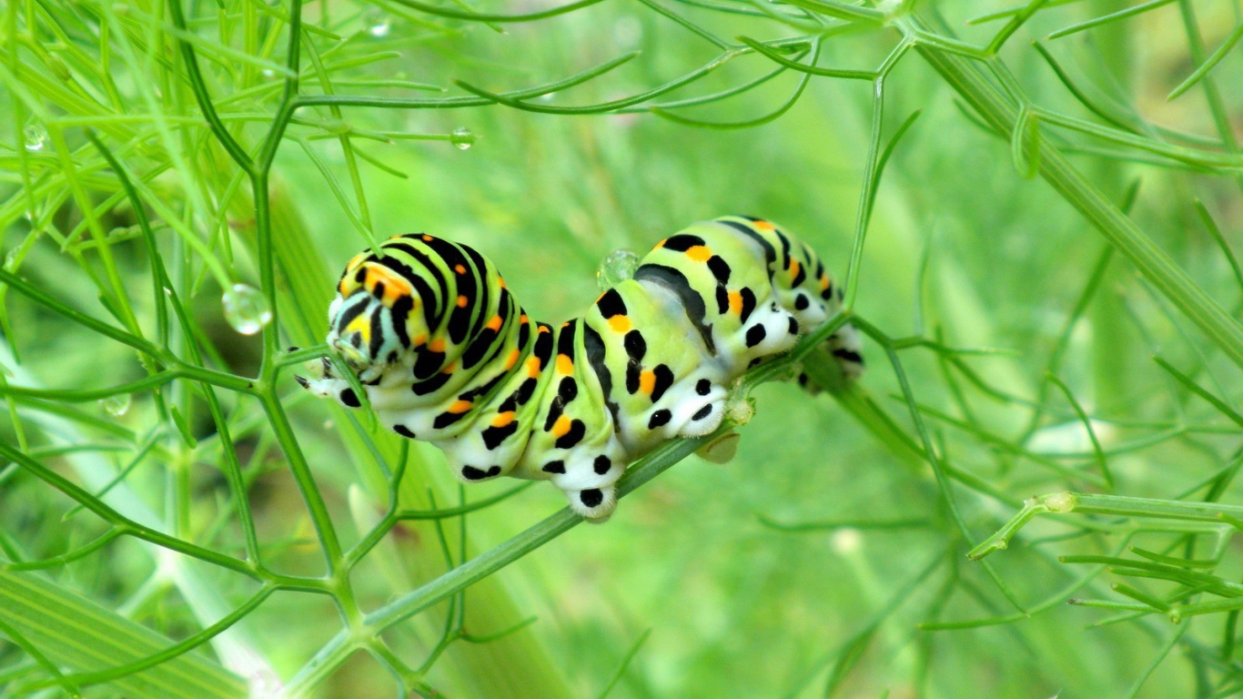 Желтая гусеница ест траву