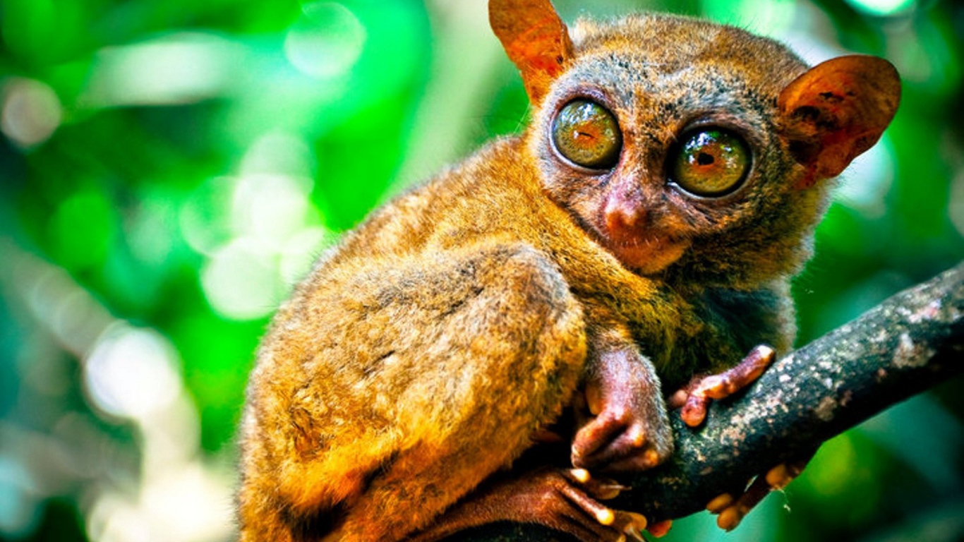 Животное из Малазии