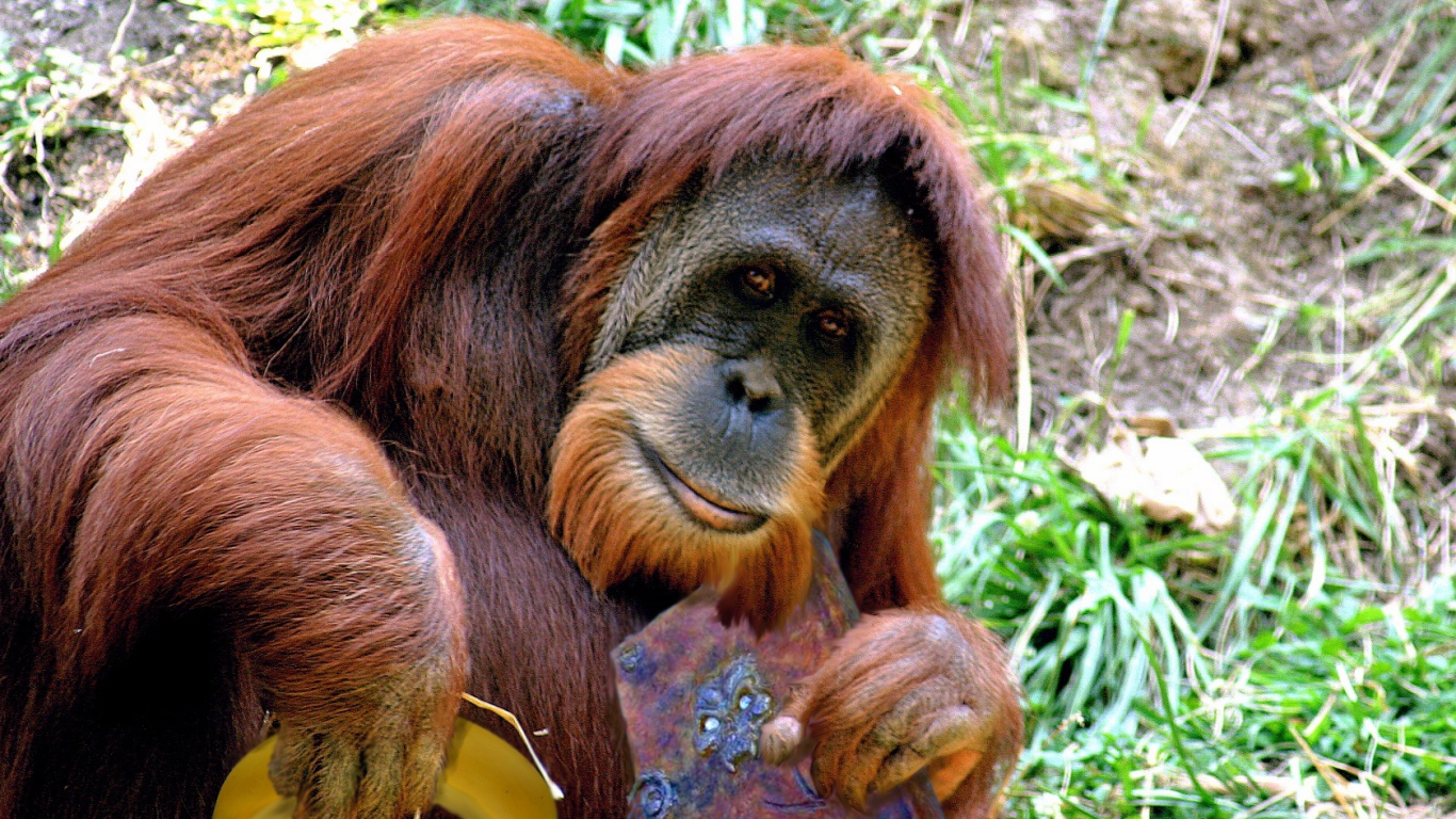 Орангутанг с книгой и бананом