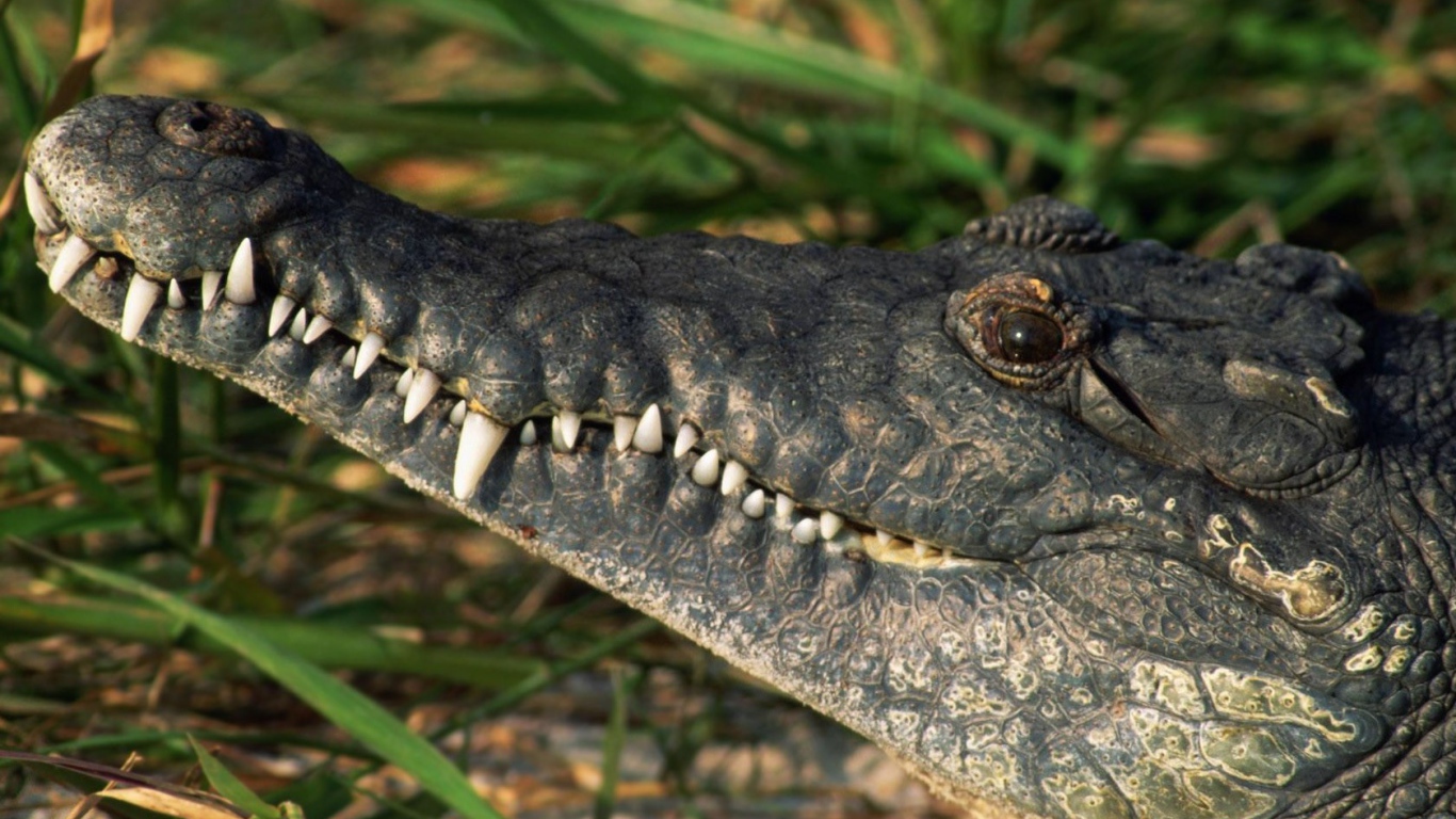 Белые зубы крокодила