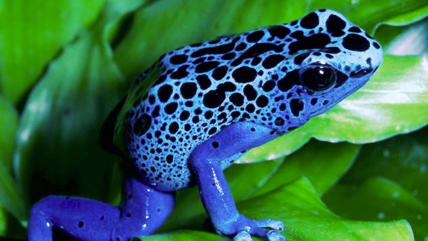Синяя лягушка