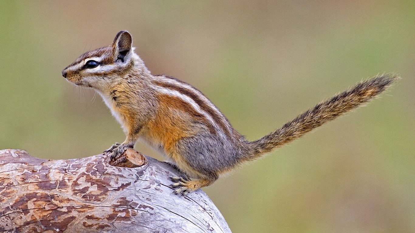 Бурундук на дереве