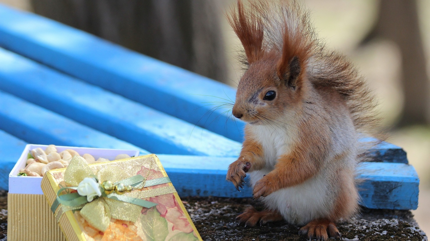 Белка у подарка с орехами