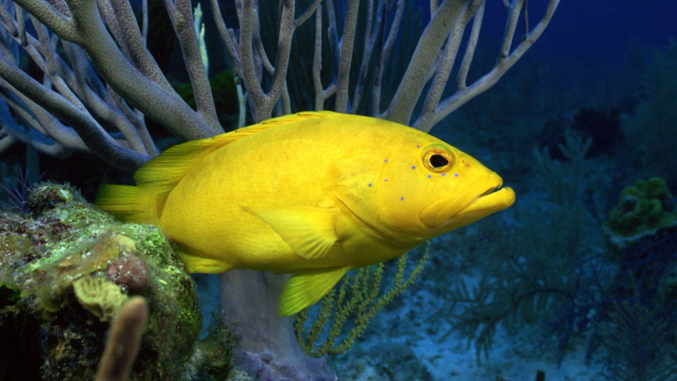 Желтая рыба