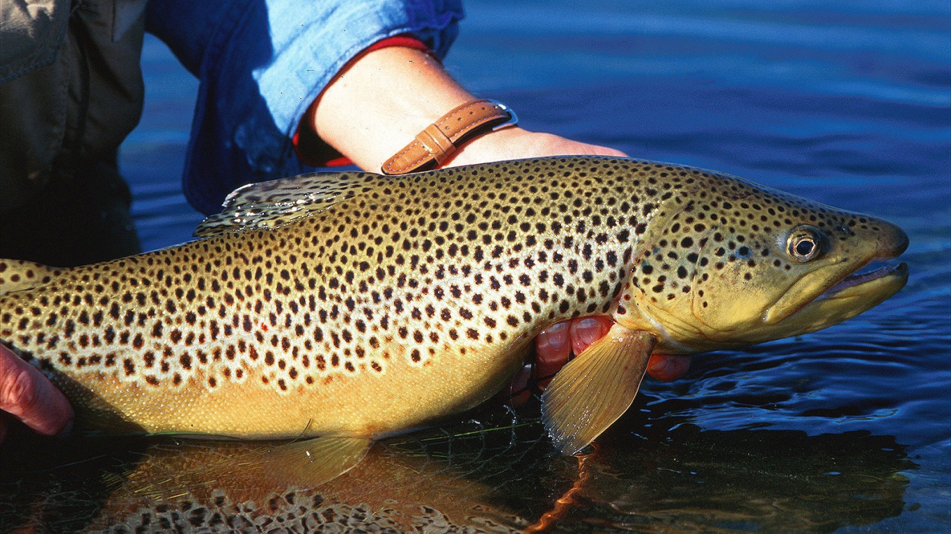 Хороший улов у рыбака