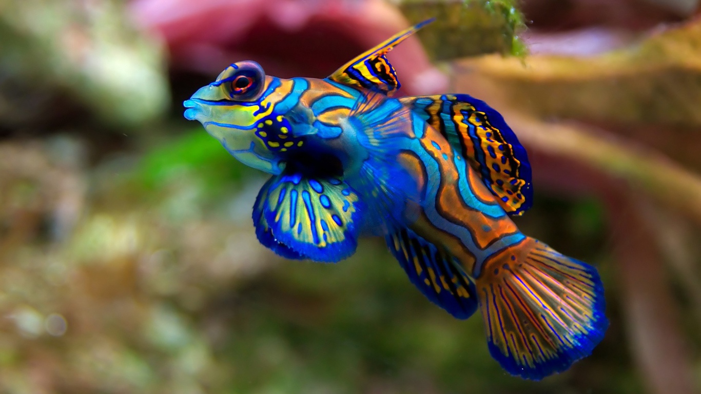 Very coloured fish