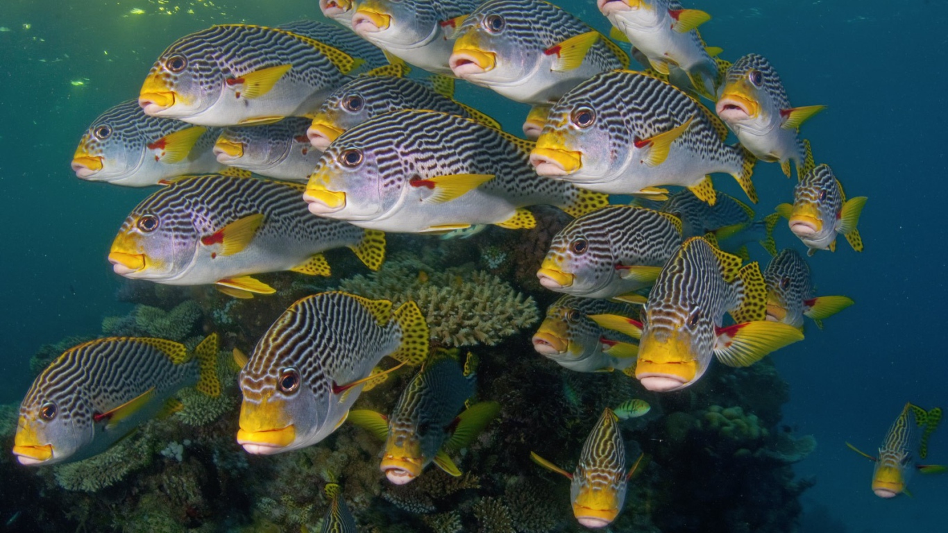 Коралловые разноцветные рыбы