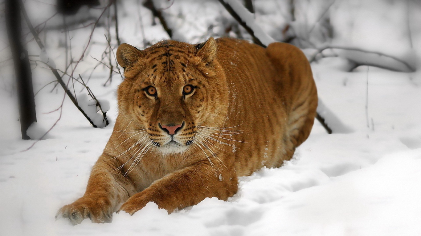 Амурский тигр на снегу
