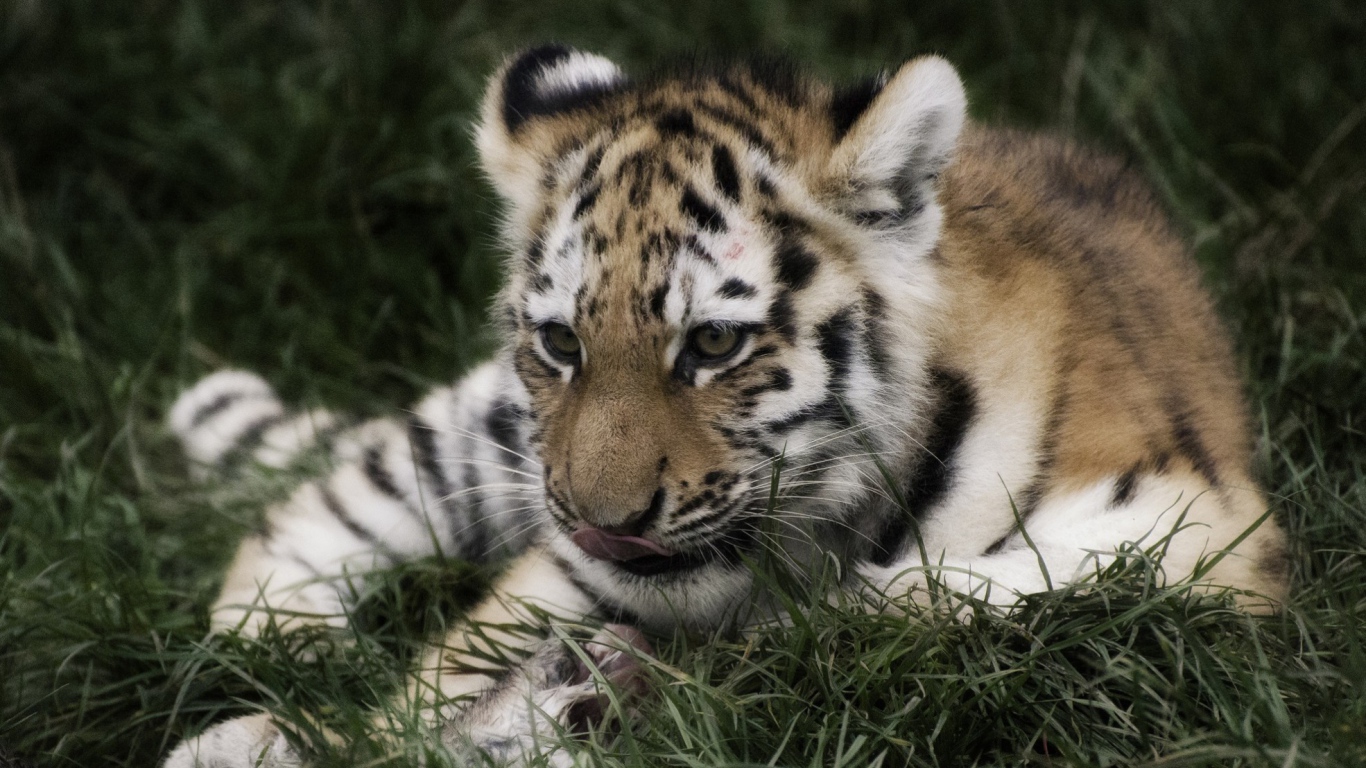 Тигр отдыхает в траве