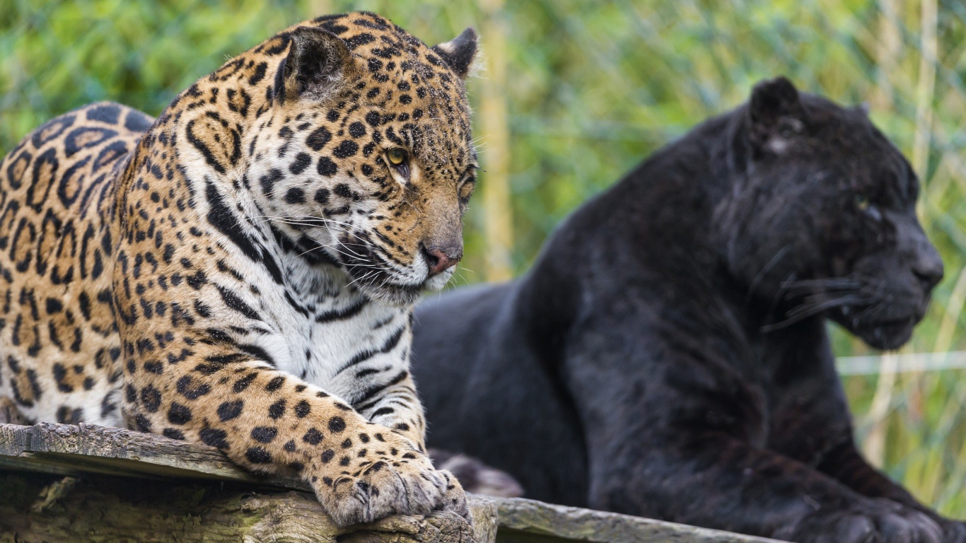 Черная и пятнистая пантера