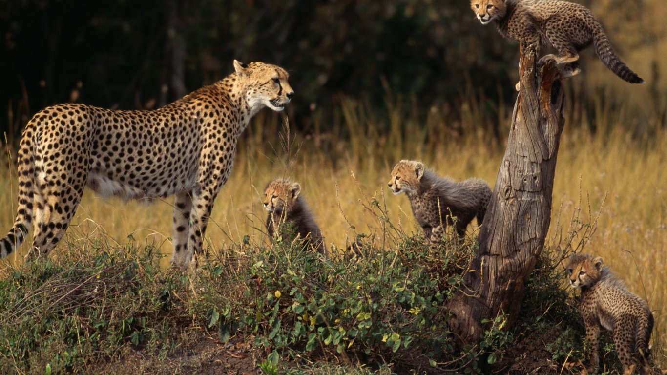 Семья гепардов на природе