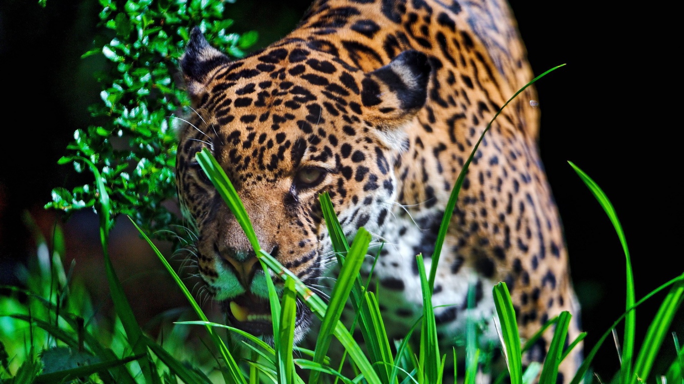 Леопард крадется к добыче