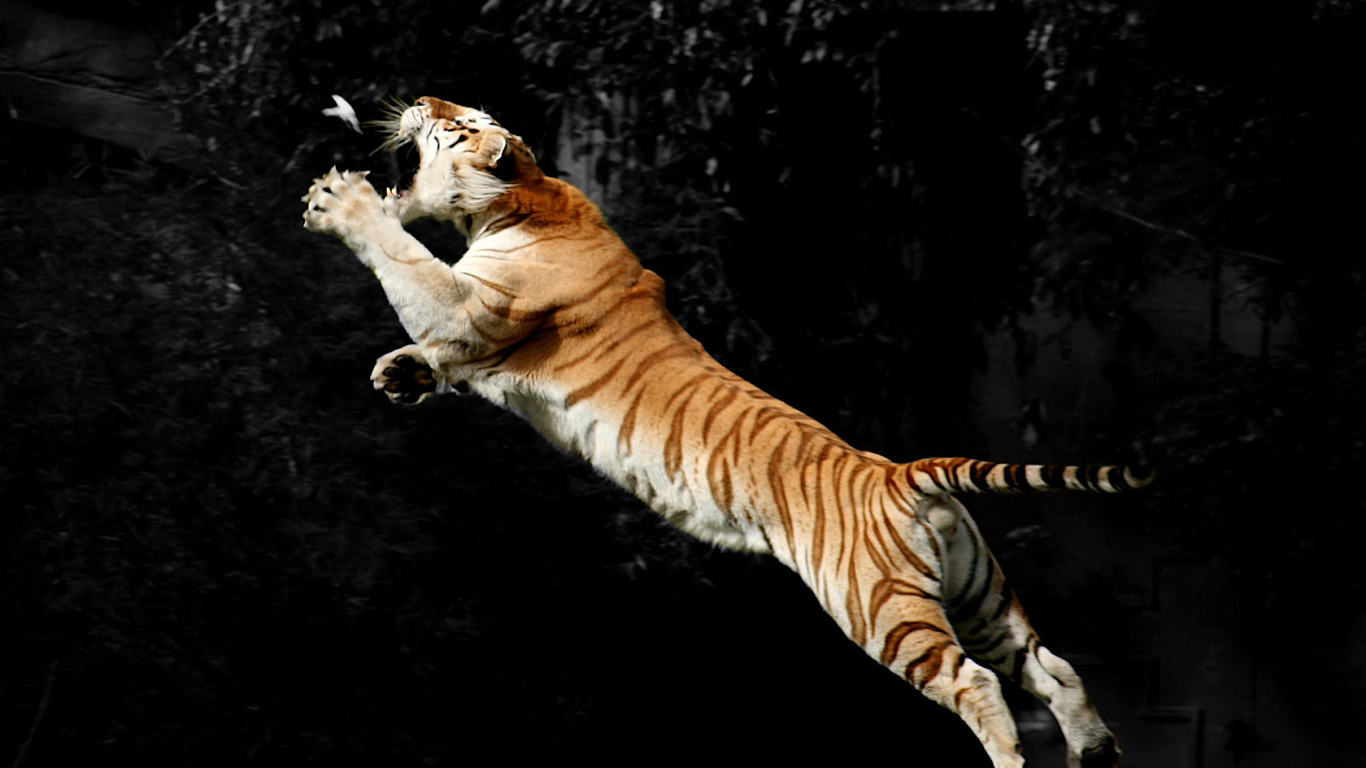 Тигр ловит птицу