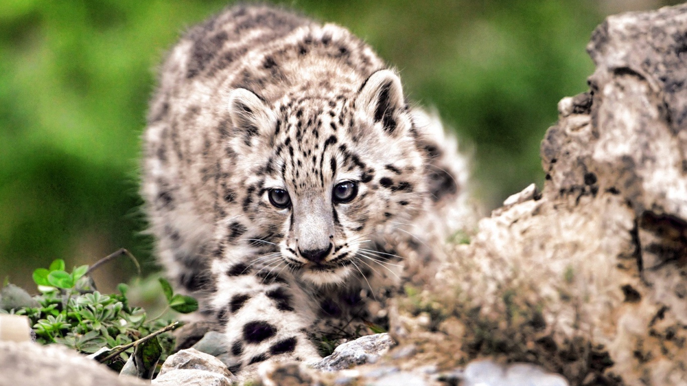 Дикая кошка на охоте