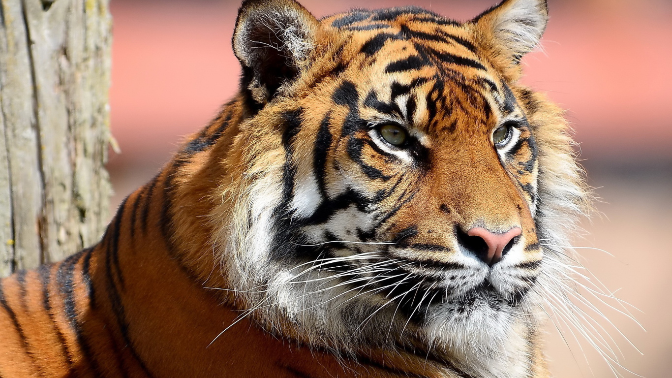 Усатая морда тигра