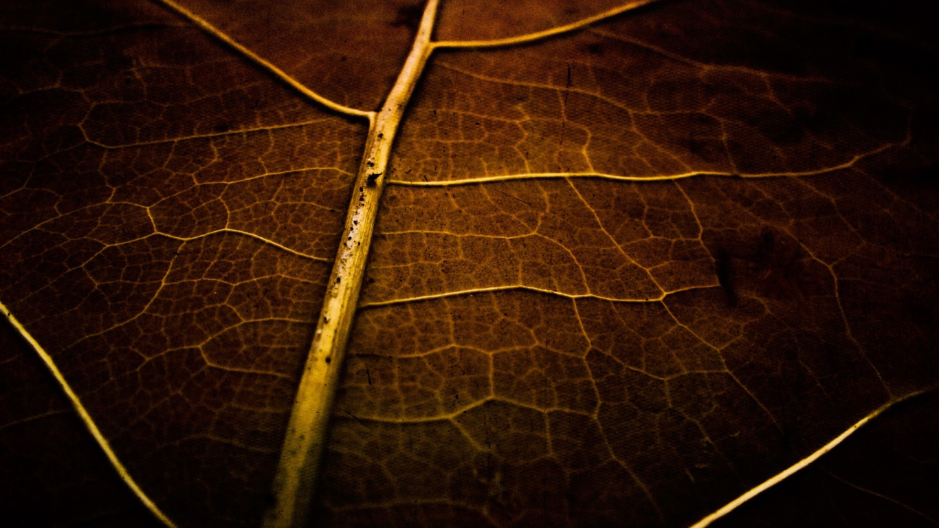 Фон высохший лист