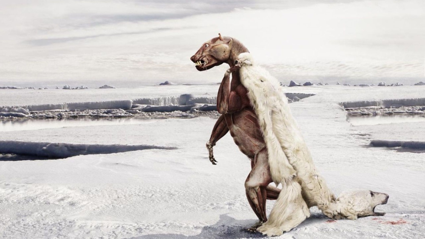 Белому медведю жарко