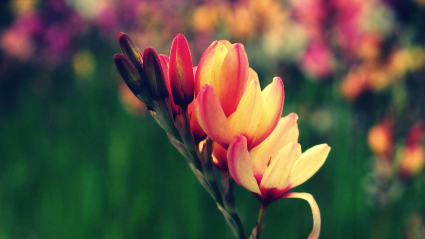 Цветы в саду