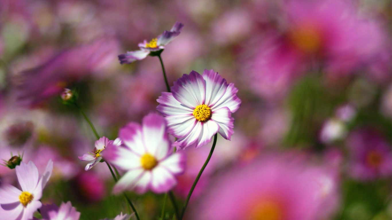 Цветы с желтым центром