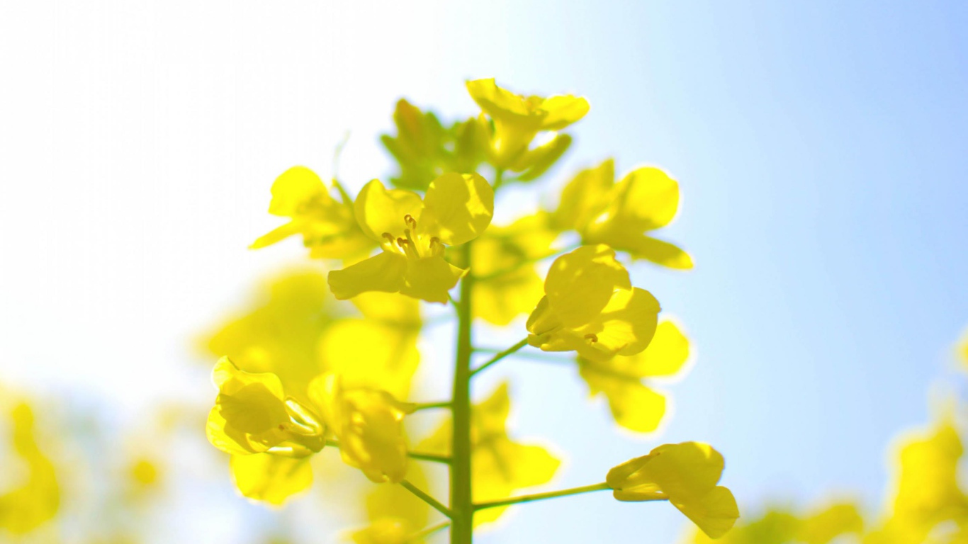 Нежные цветы