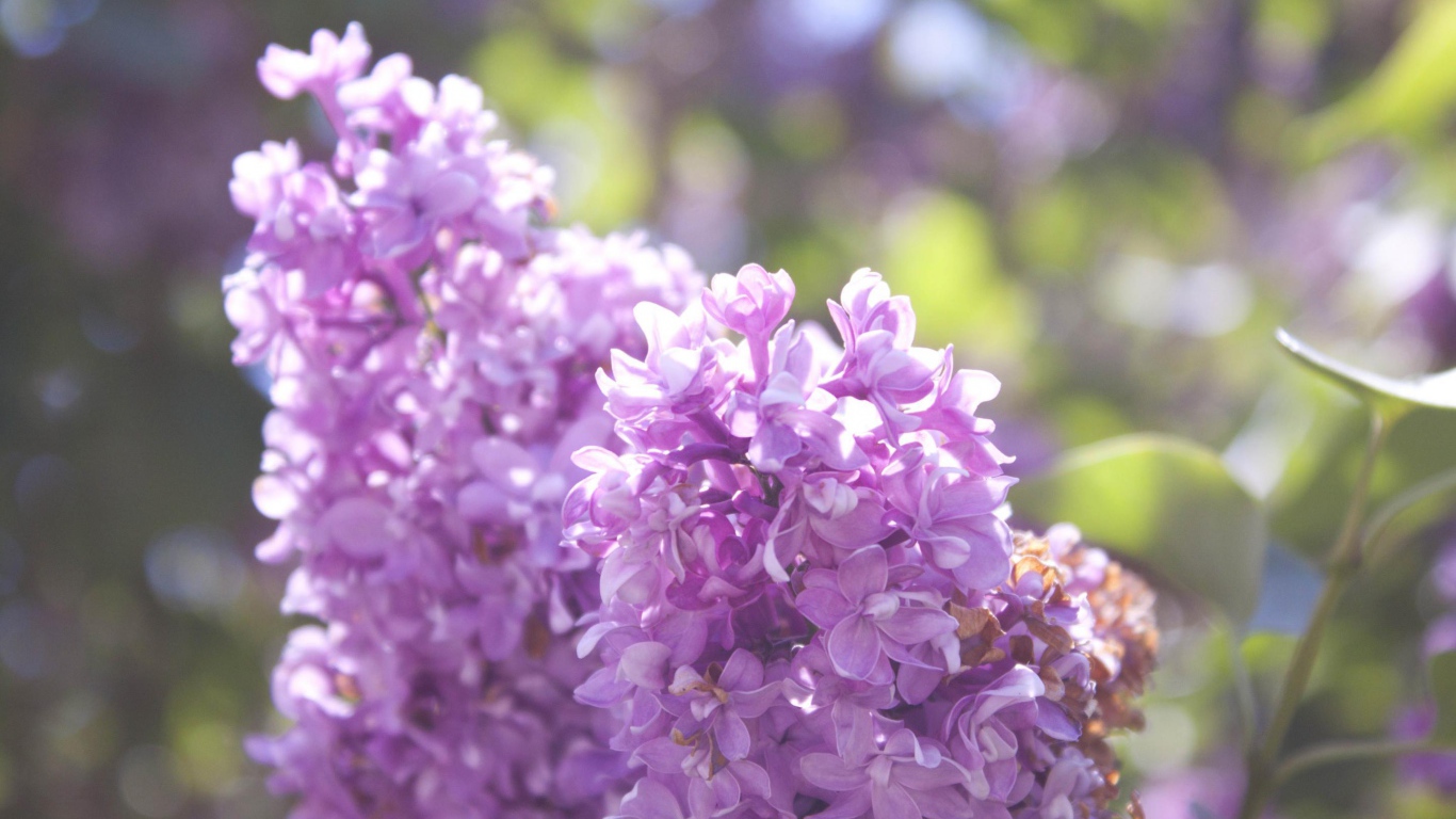 Нежная сирень