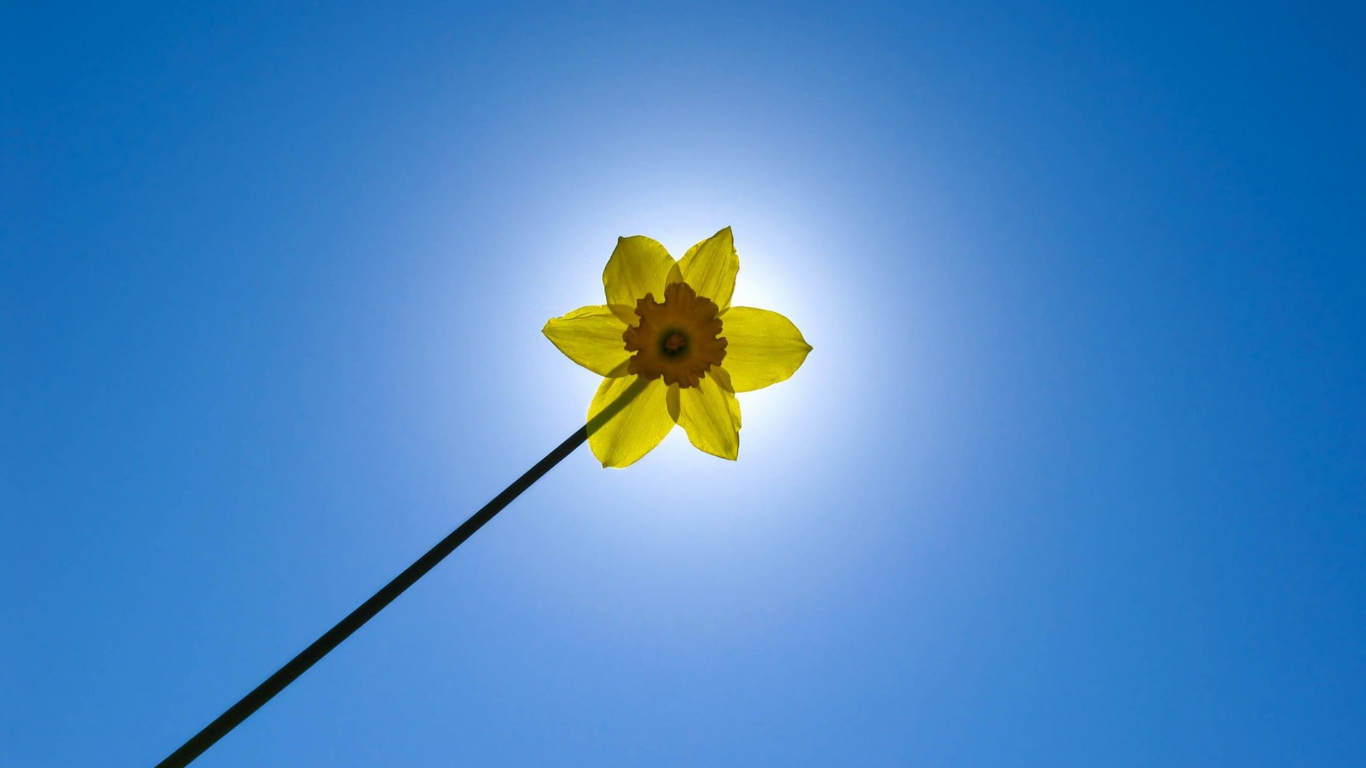Желтый цветок на фоне неба