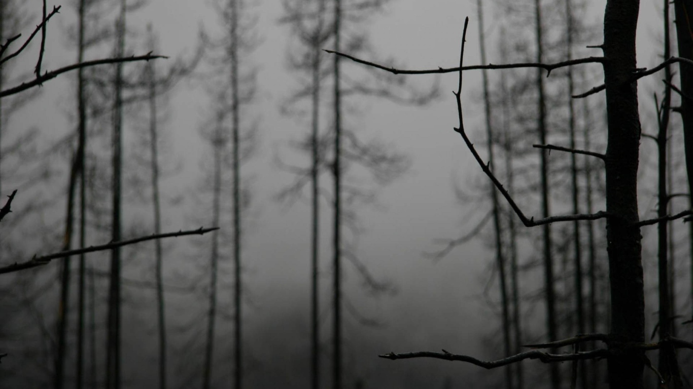 Ветки деревьев зимой