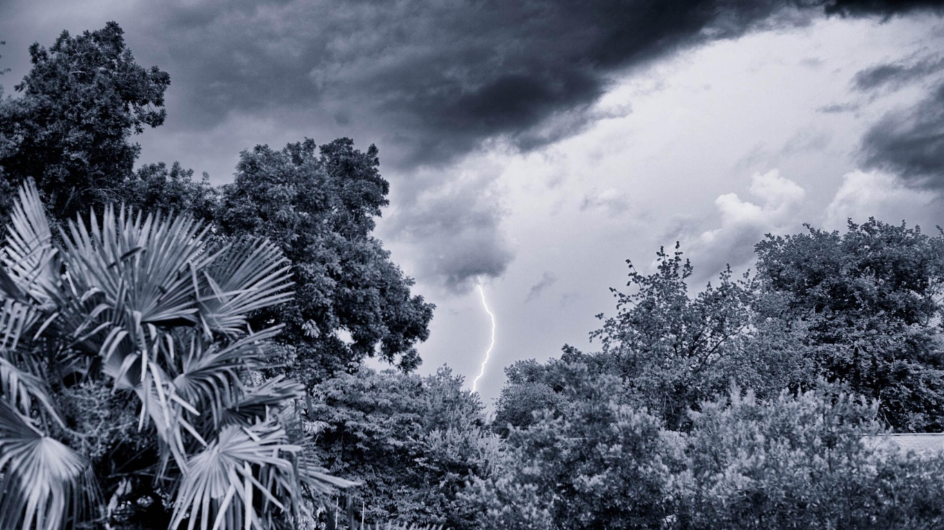 Молния в лесу