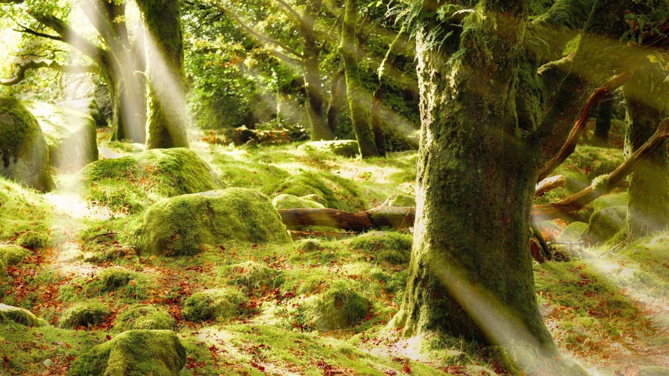 Солнечные лучи в лесу