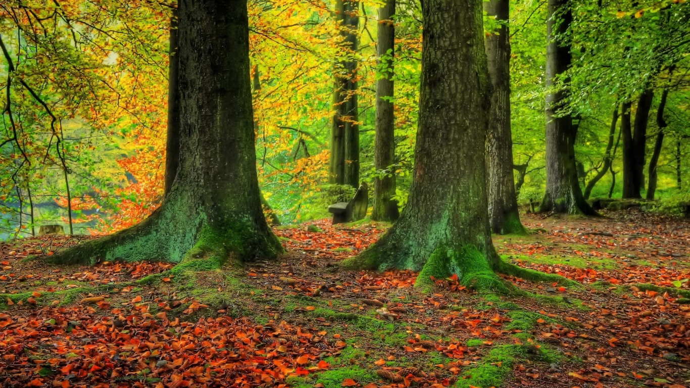 Стволы деревьев