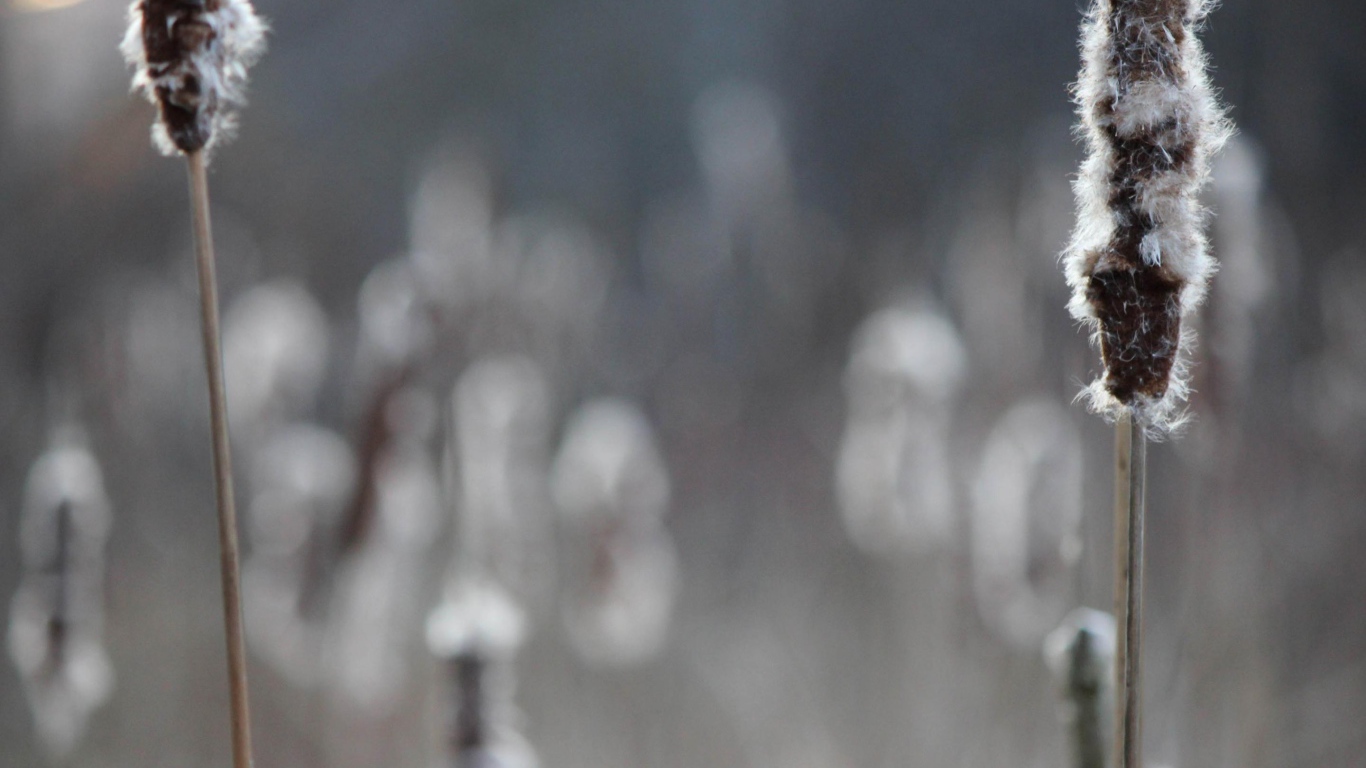 Два колоска