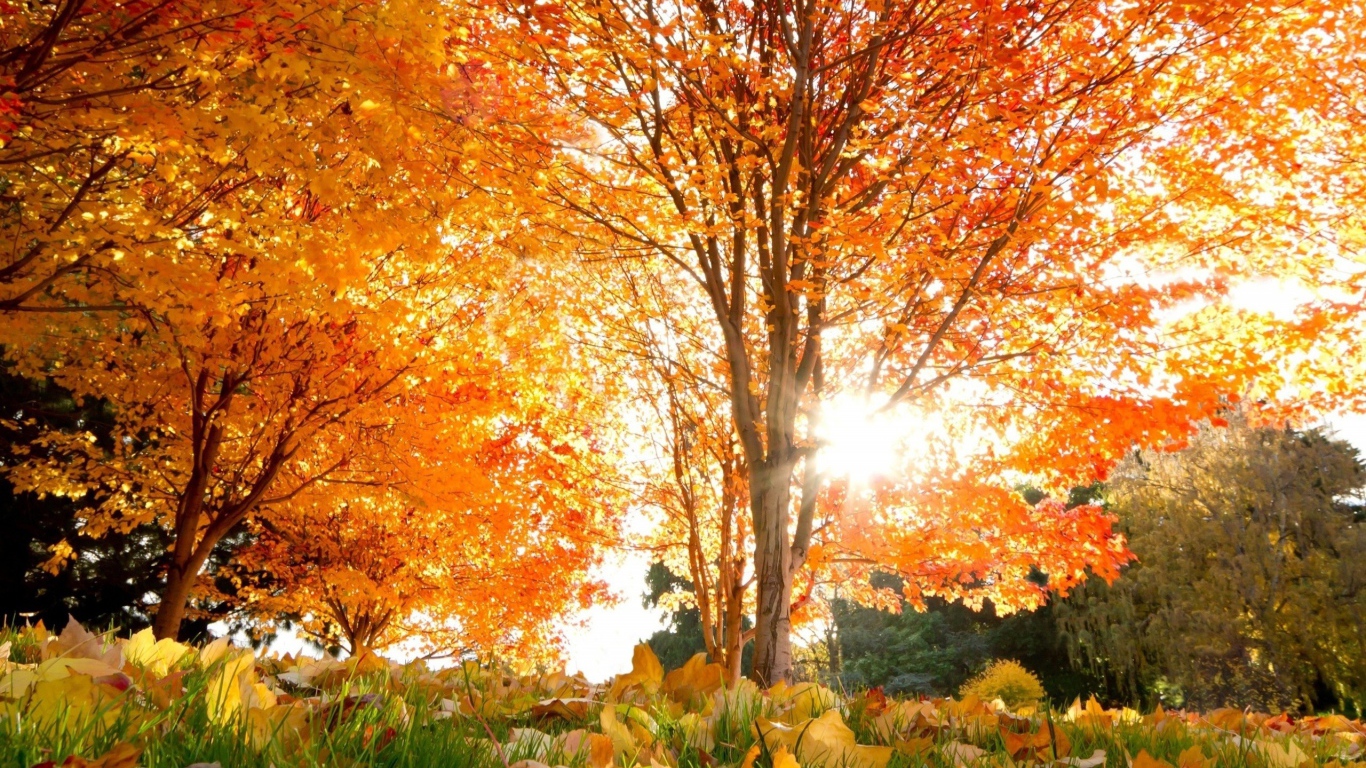 Golden autumn in park