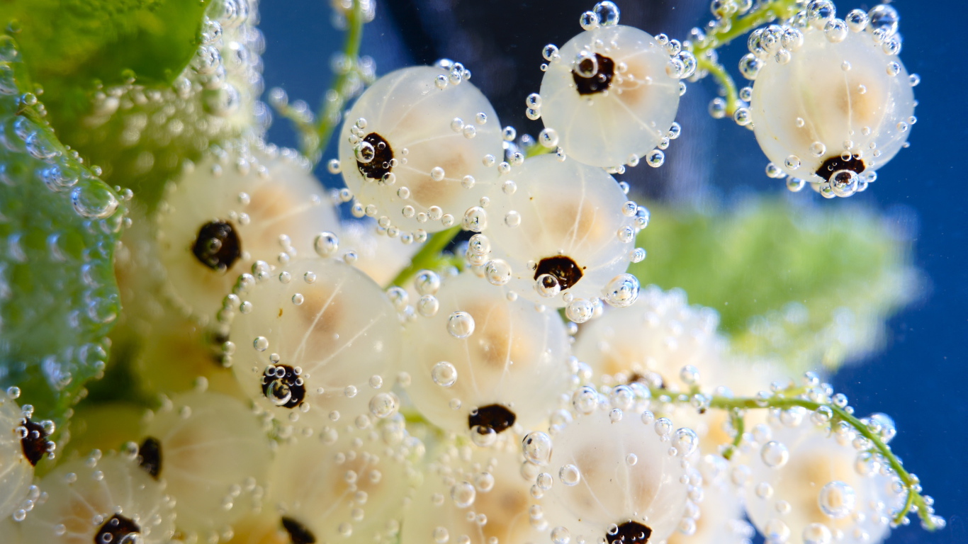 Белая смородина