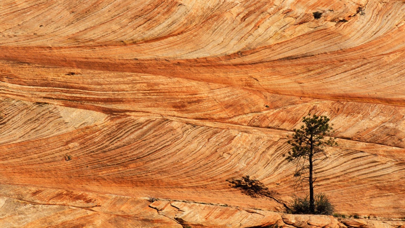 Одинокая сосна в пустыне
