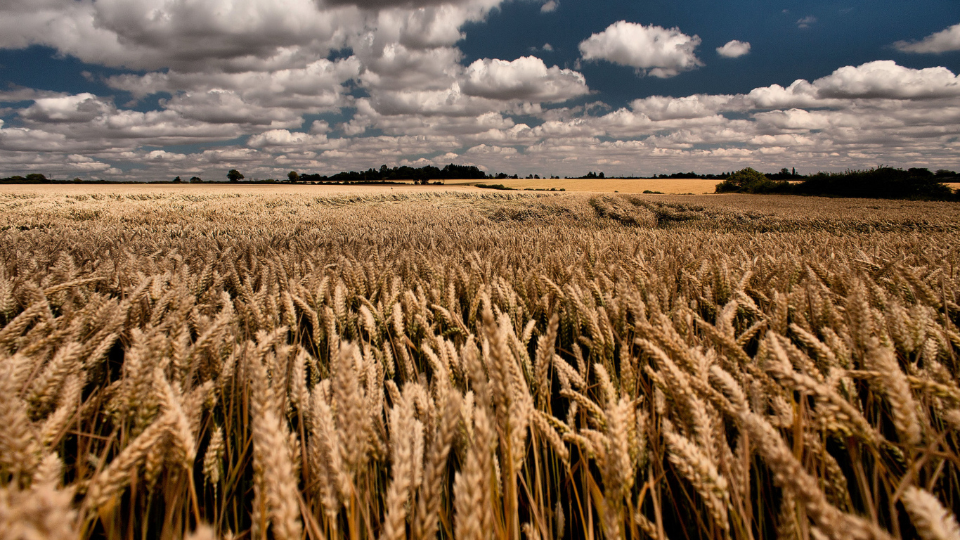 Облачное небо над полем пшеницы