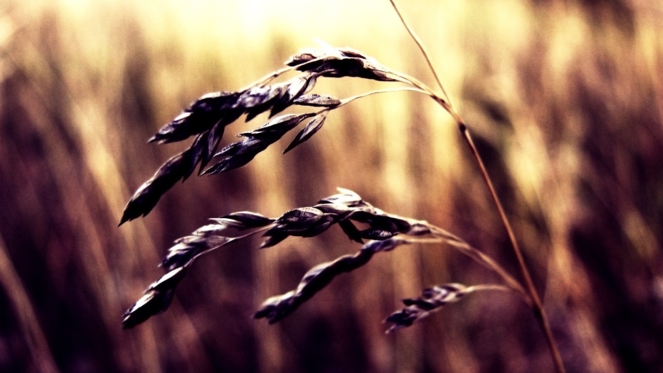 Колосок пшеницы