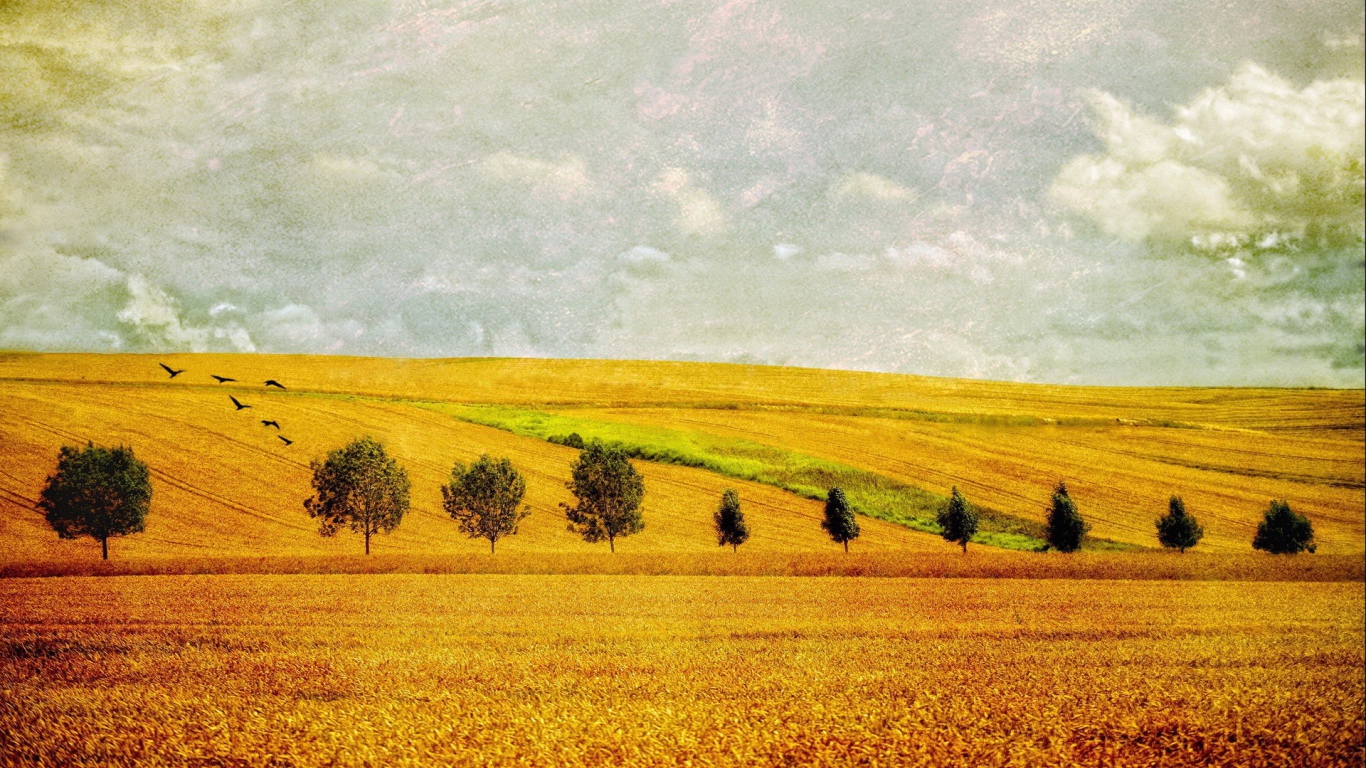 Желтое поле