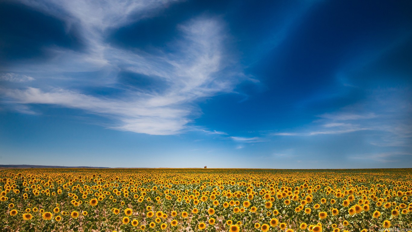 Огромное поле подсолнухов