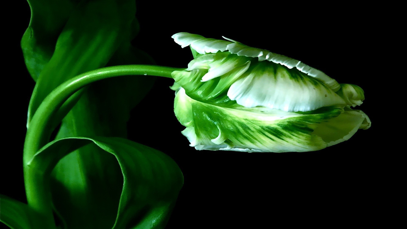 Бутон тюльпана на стебле