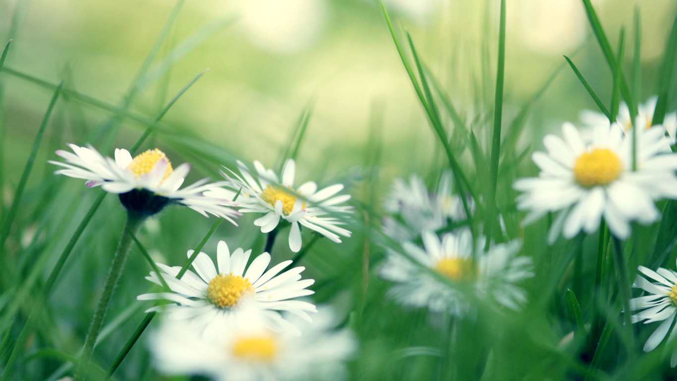 Ромашки в зеленой траве