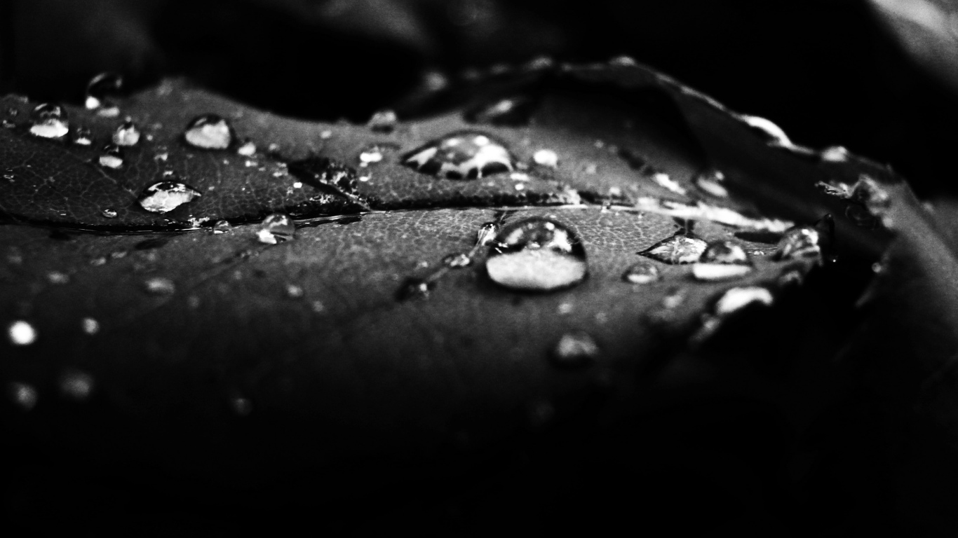 Роса на лепестке