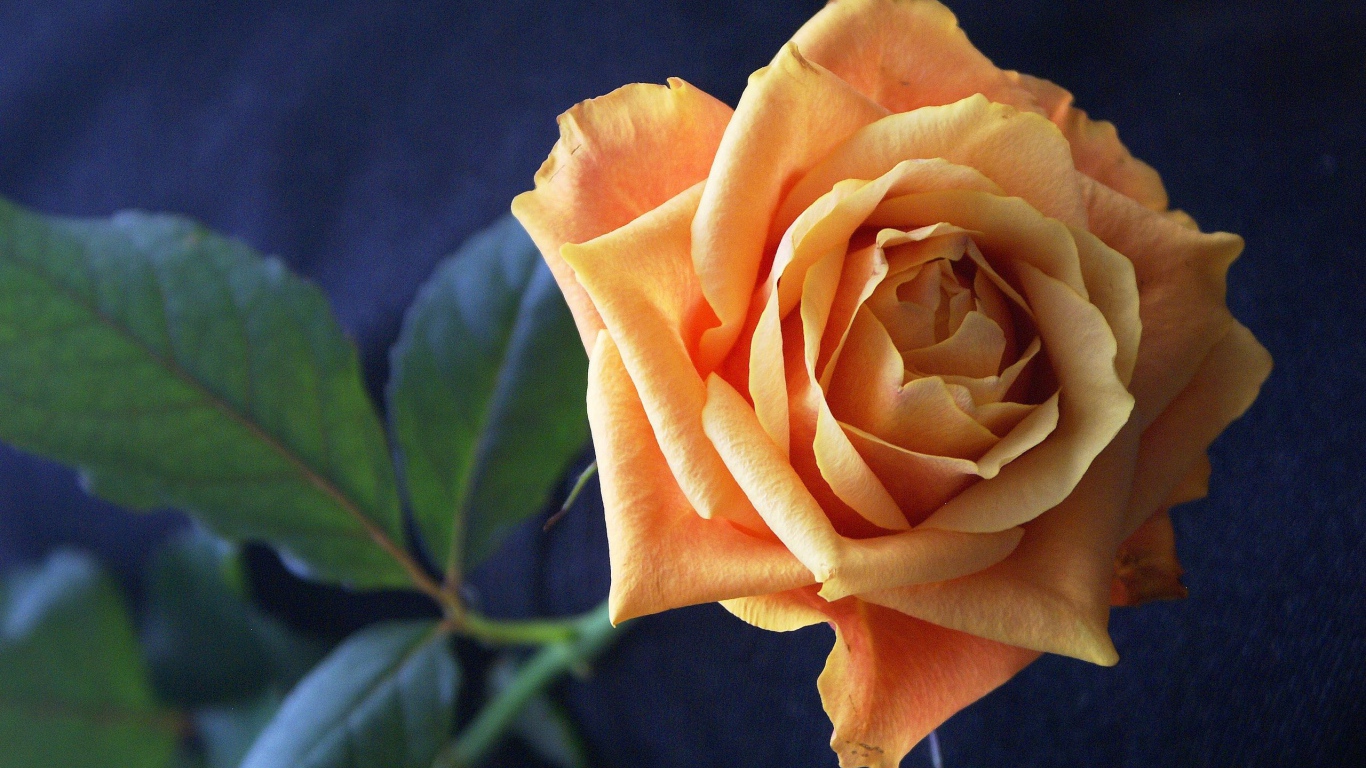 Нежная оранжевая роза