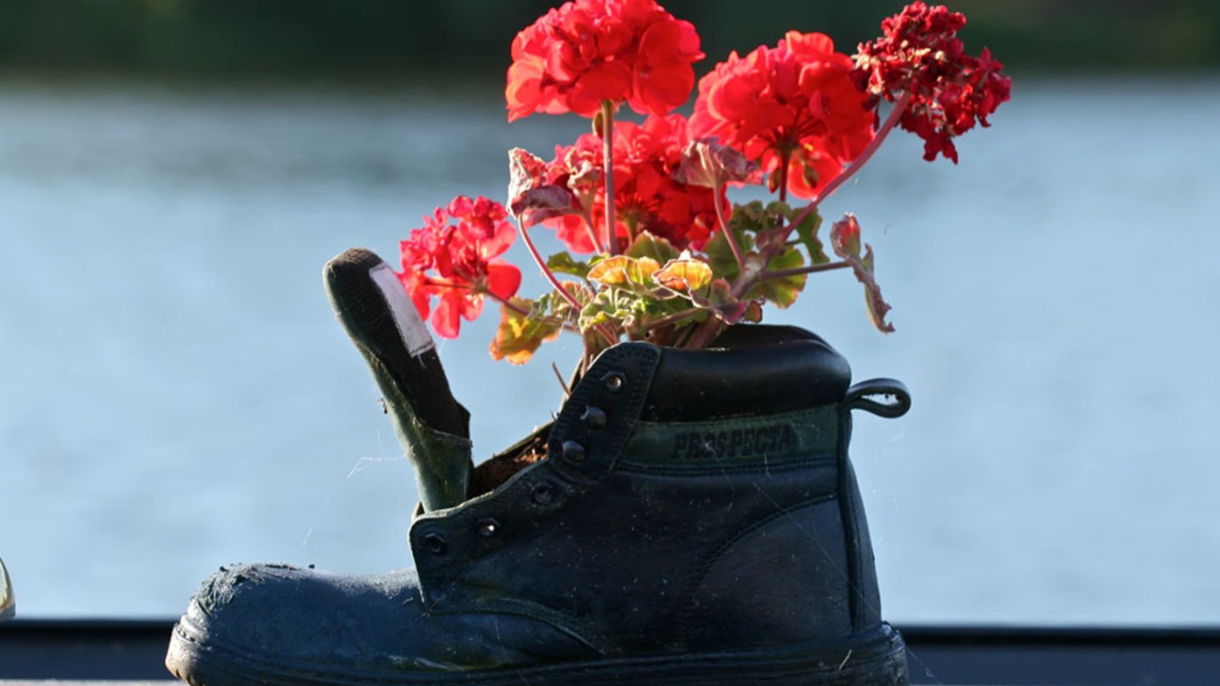 Герань в старом сапоге