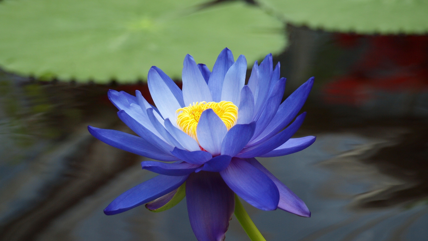 Цветок лотоса