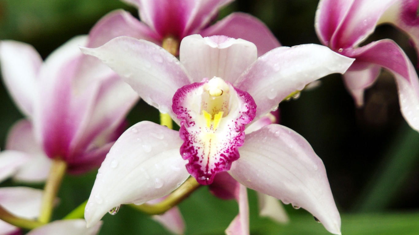 Орхидеи с каплями росы