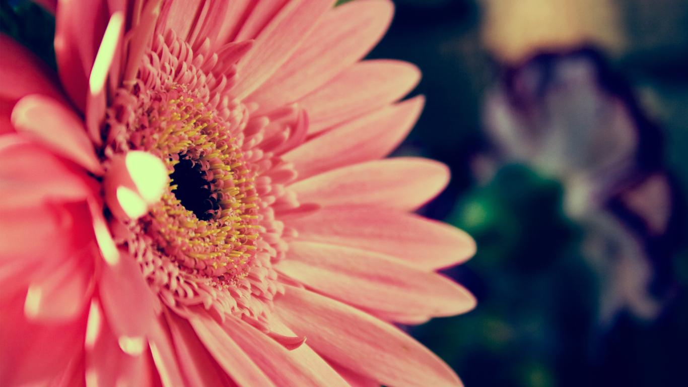 Розовая гербера