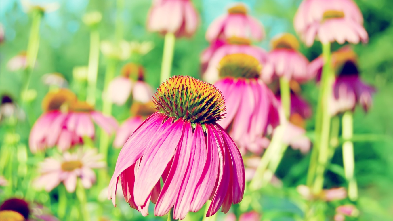 Розовая ромашка