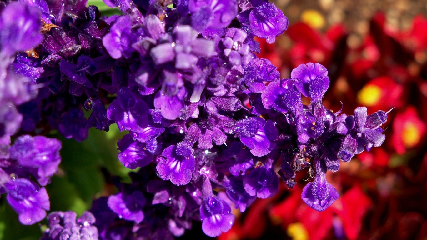 Фиолетовые цветы в саду