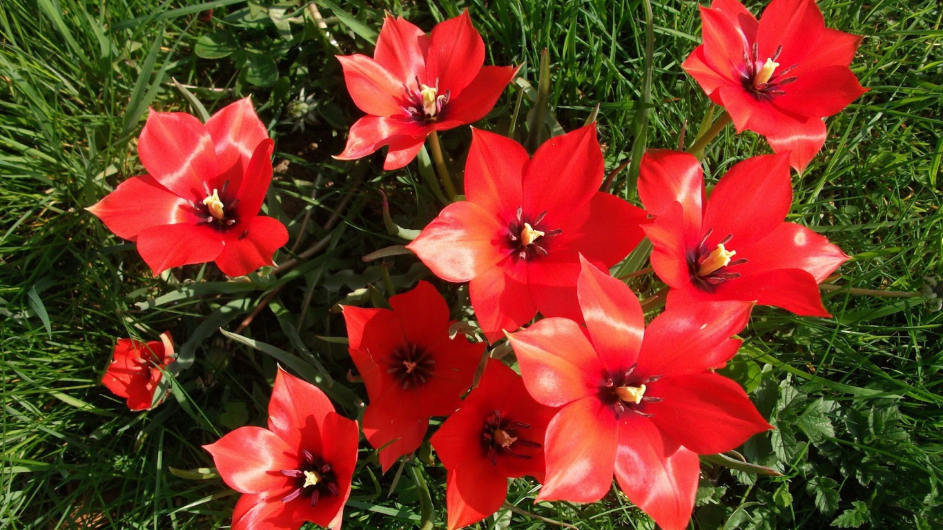 Красные блестящие цветы