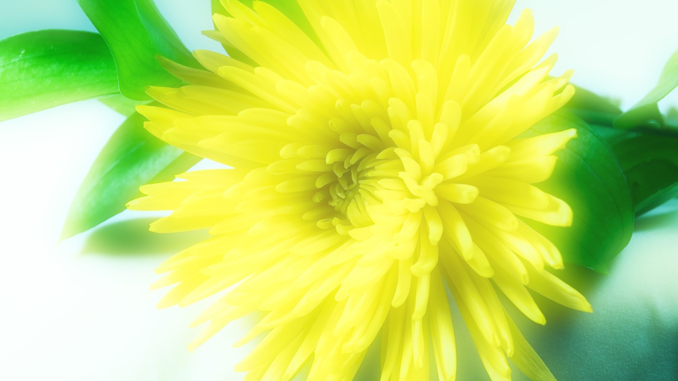 Солнечный цветок распустился